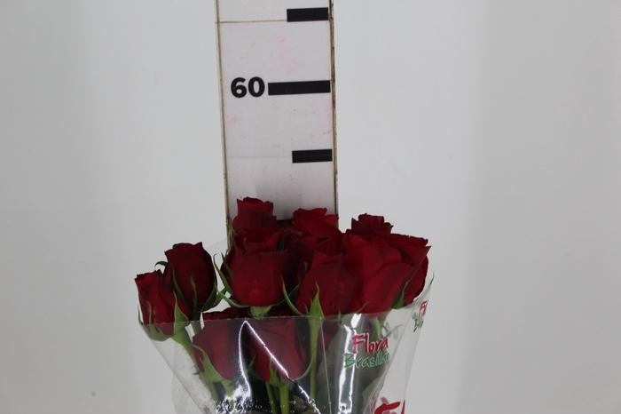 <h4>ROSA FREEDOM 050 CM ESTUFA</h4>