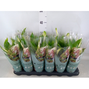 Spathiphyllum  'Pearl Cupido'