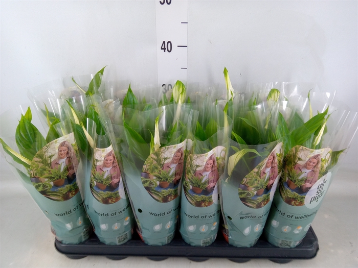 <h4>Spathiphyllum  'Pearl Cupido'</h4>