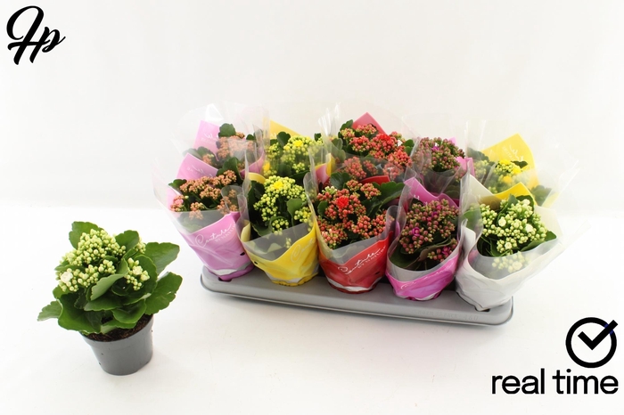 <h4>KAL GE GEM 5 KL</h4>