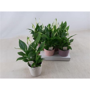 Spath Chopin 4+ Decopotten