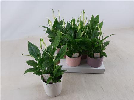 <h4>Spath Chopin 4+ Decopotten</h4>