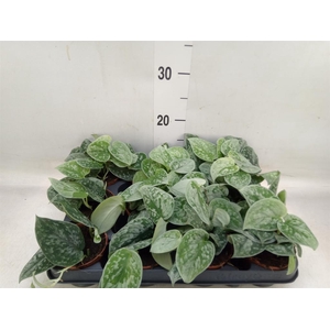 Scindapsus pictus 'Silvery Ann'