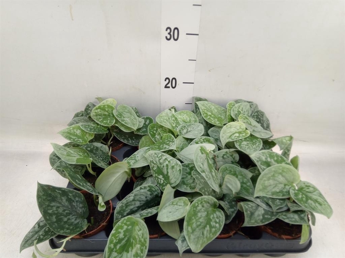 <h4>Scindapsus pictus 'Silvery Ann'</h4>