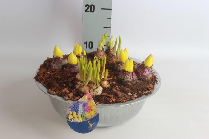 <h4>ARR TUINPLANTEN</h4>