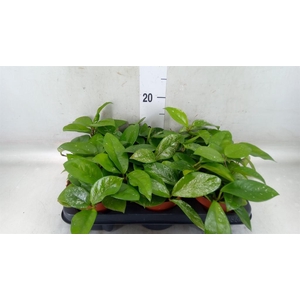 Hoya carnosa 'Freckles Splash'