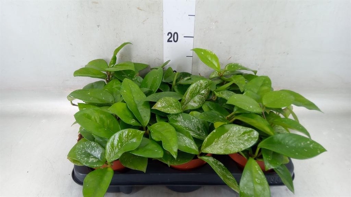 <h4>Hoya carnosa 'Freckles Splash'</h4>