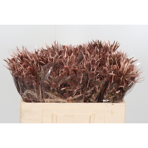 Eryngium Planum Bronze