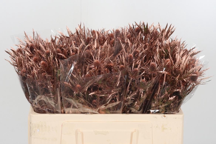 <h4>Eryngium Planum Bronze</h4>