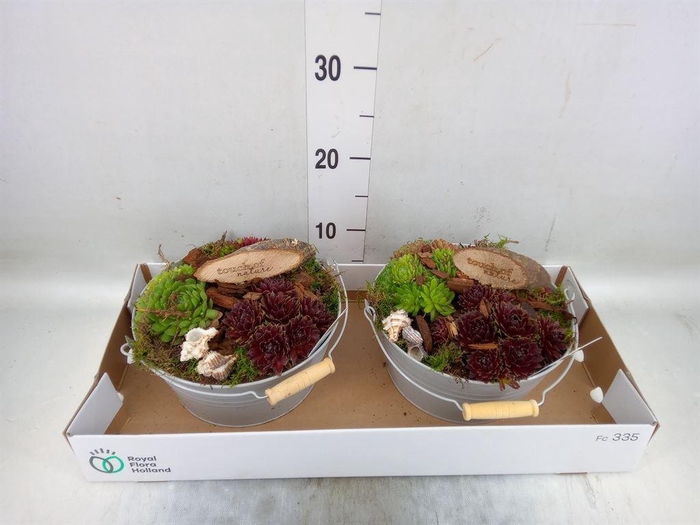 <h4>Arr.  Sempervivum L%</h4>