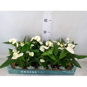 Anthurium andr. 'Namora'