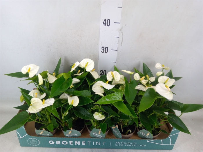 <h4>Anthurium andr. 'Namora'</h4>