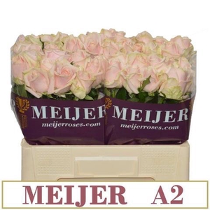 R GR SWEET AVALANCH+