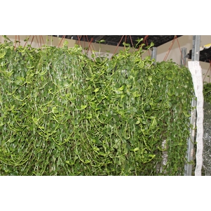 TOSTAO ESMERALDA C21 PENDENTE