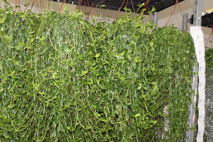 TOSTAO ESMERALDA C21 PENDENTE