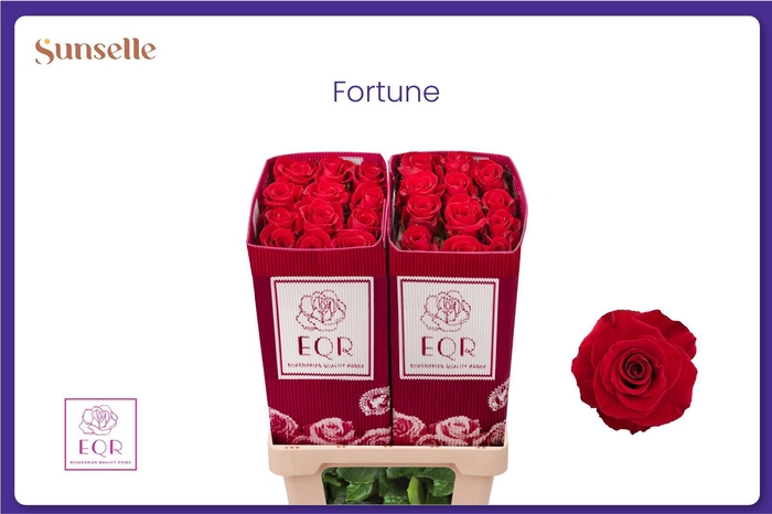 <h4>R GR FORTUNE</h4>