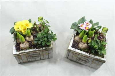 <h4>1182 Plants Xl Vk</h4>