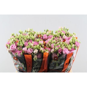 Eust G Rosita Rose P