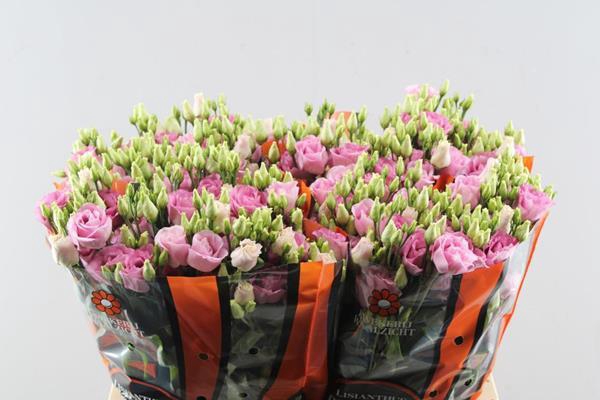 <h4>Eust G Rosita Rose P</h4>