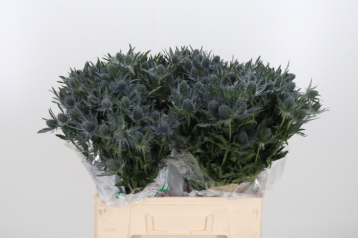 <h4>Eryng Mag Blue Lagoo</h4>