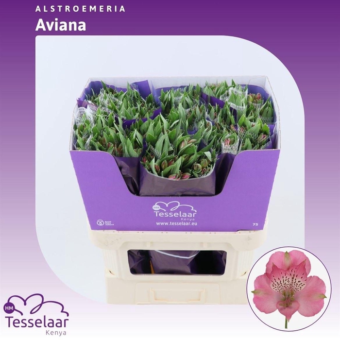 <h4>Alstroemeria Avianna | Heavy Quality</h4>