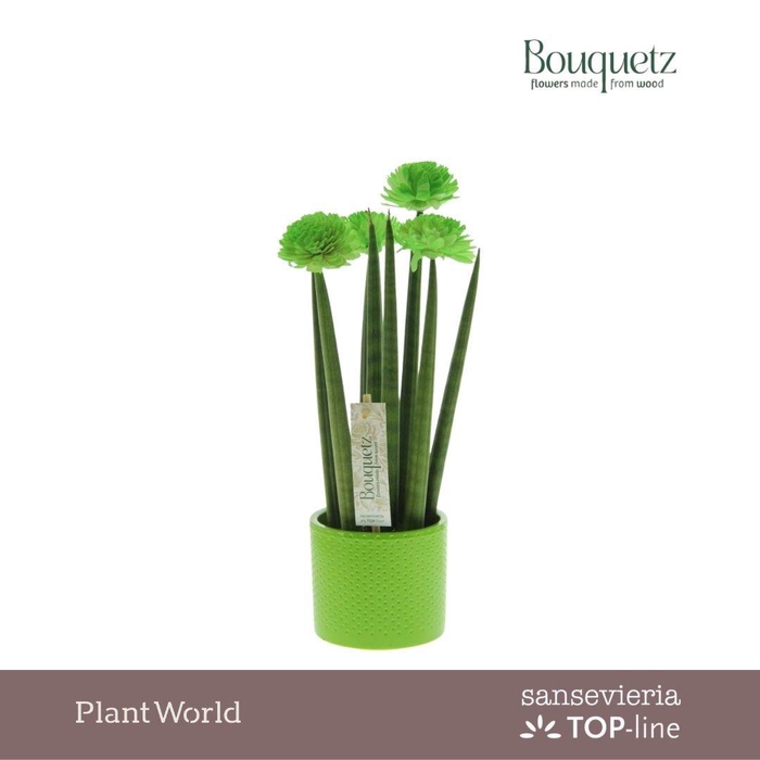 <h4>Sansevieria TOP-line Bouquetz Green in Dots keramiek</h4>