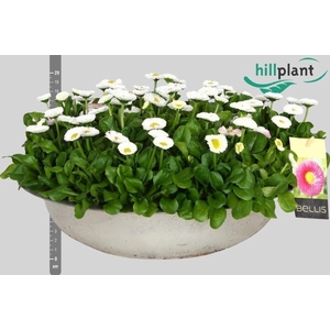 BELLIS P KL BEL WHIT