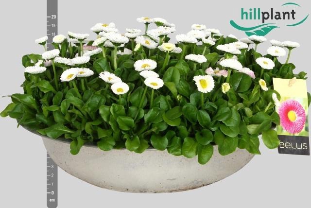 <h4>BELLIS P KL BEL WHIT</h4>