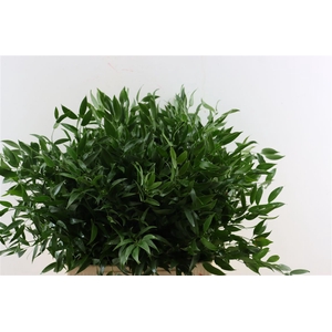 Ruscus Medium 150gr P Bunch