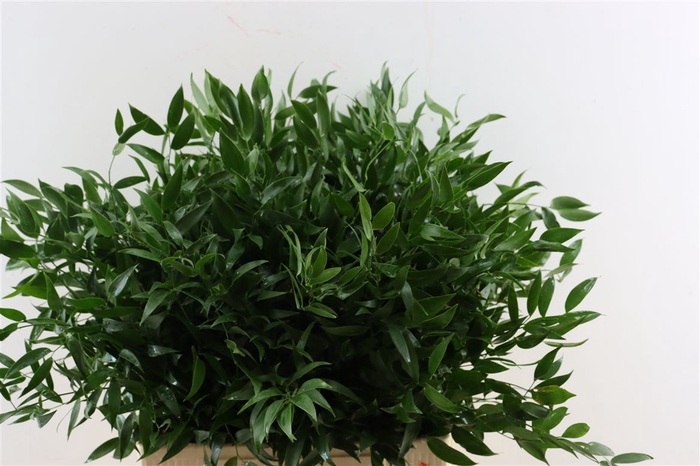 <h4>Ruscus Medium 150gr P Bunch</h4>