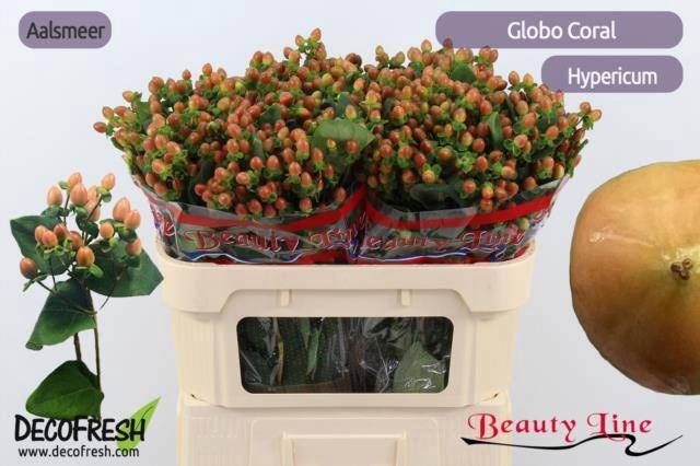 <h4>HYP GLOBO CORAL</h4>