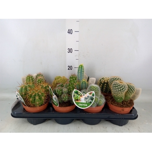Cactus   ...mix