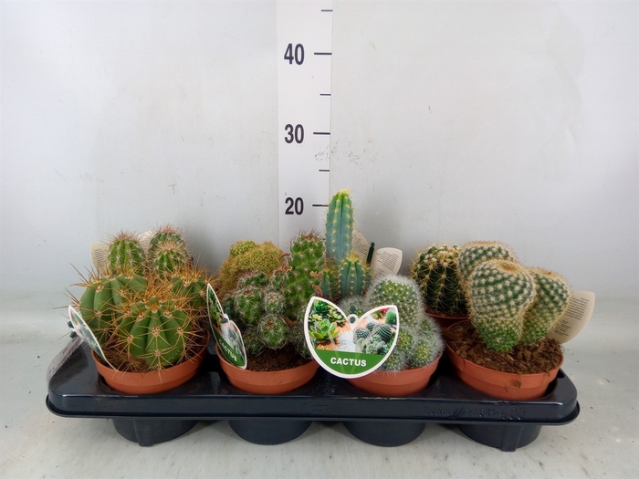 <h4>Cactus   ...mix</h4>