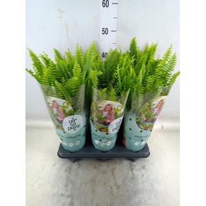 Nephrolepis exal. 'Green Lady'