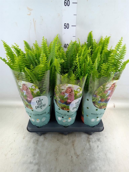 <h4>Nephrolepis exal. 'Green Lady'</h4>