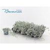 Dich Arg Silver Fall