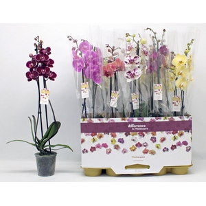 PHAL GEM 10 KL