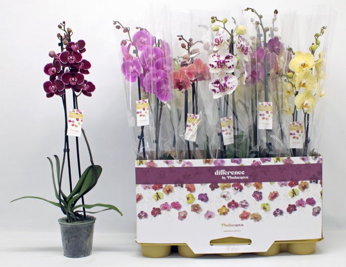 <h4>PHAL GEM 10 KL</h4>