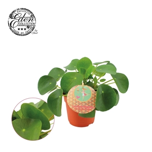 Pilea Peperomioides 10,5cm Nederlands etiket