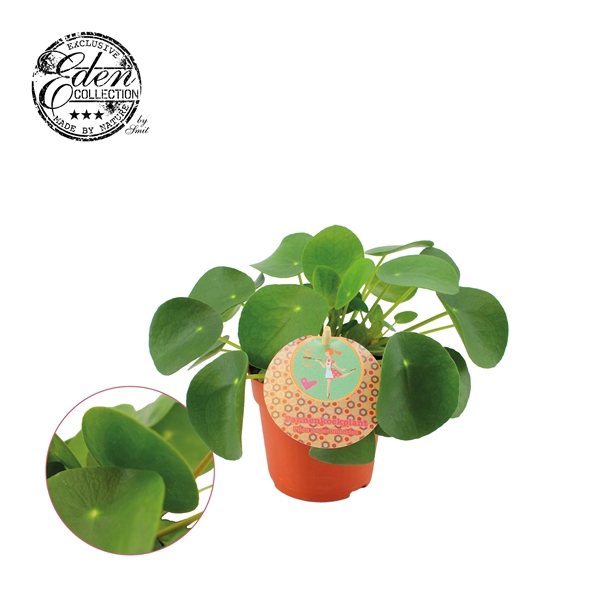 <h4>Pilea Peperomioides 10,5cm Nederlands etiket</h4>