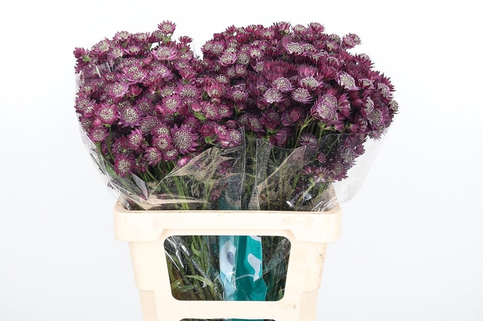 <h4>Astr Star Of Desire</h4>