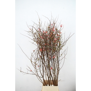 CHAENOMELES JAPONICA PINK 160CM