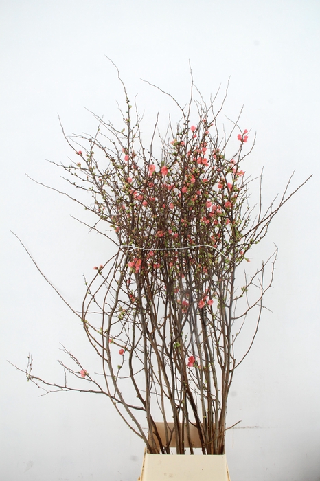 <h4>CHAENOMELES JAPONICA PINK 160CM</h4>