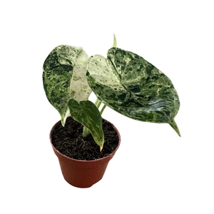Alocasia Dragon Scale Mint