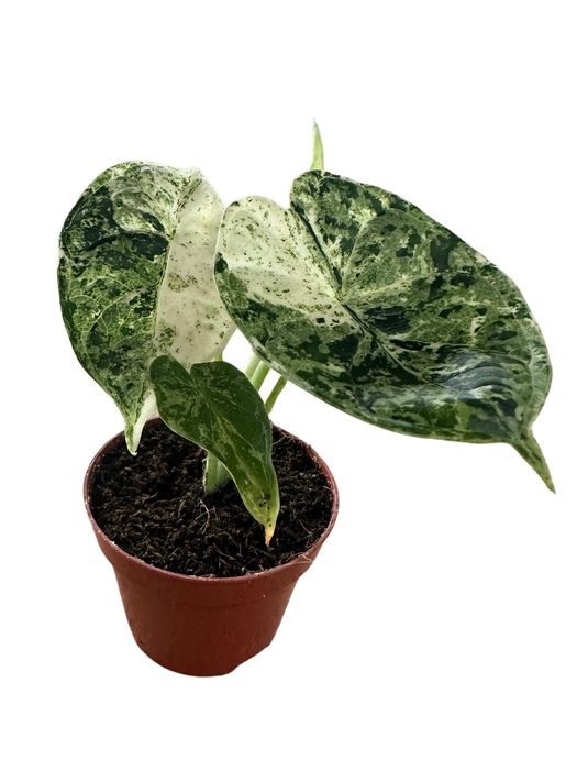 <h4>Alocasia Dragon Scale Mint</h4>