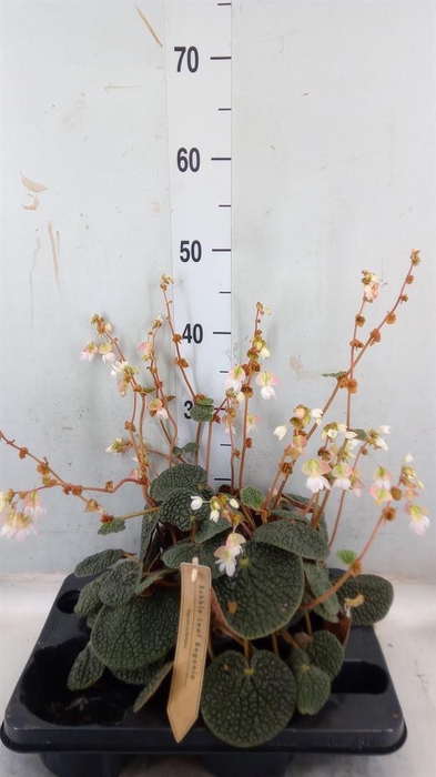 <h4>Begonia BD ...</h4>