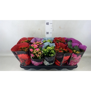 Kalanchoe blos.   ..rosebud rs fl 5