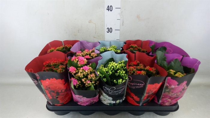 <h4>Kalanchoe blos.   ..rosebud rs fl 5</h4>