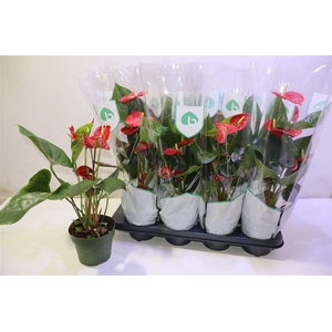 arr8 Anthu An Madural