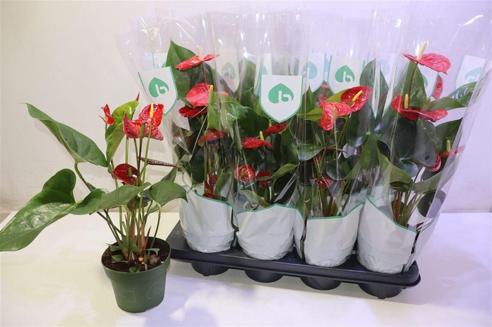 <h4>arr8 Anthu An Madural</h4>